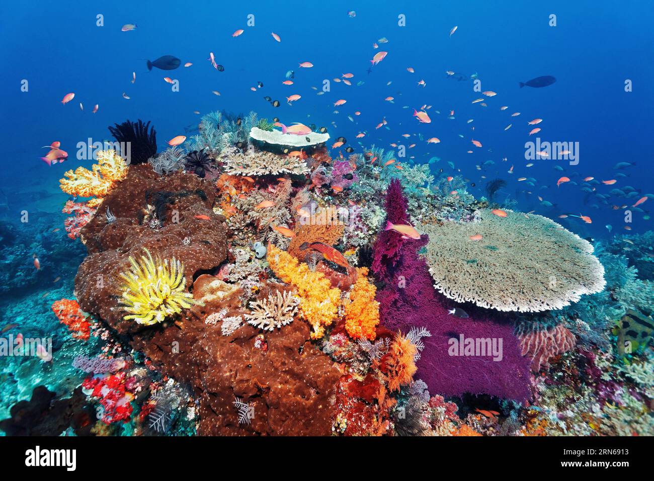 Coral reef, reef top, with various soft corals (Alcyonacea), hard corals (Hexacorallia), sponges (Porifera), bright many colours, multicoloured Stock Photo