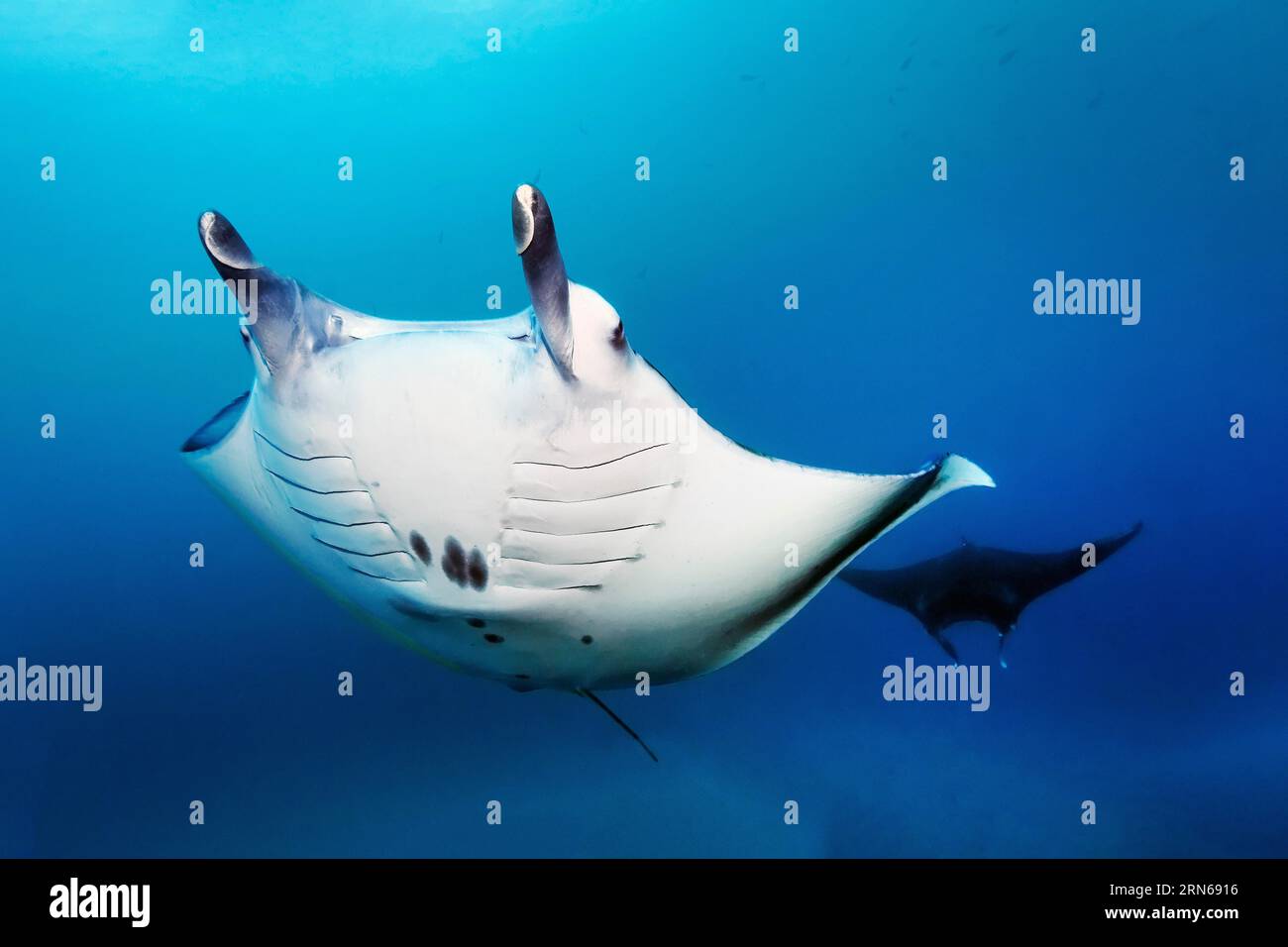Reef manta ray (Mobula alfredi) (Syn.: Manta alfredi), two, from the front, one behind the other, swim, swims, in the open sea, Great Barrier Reef Stock Photo