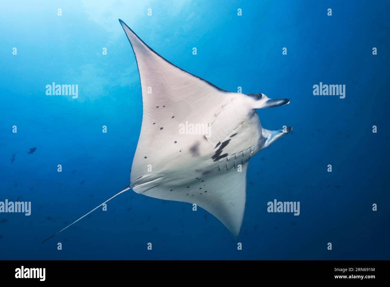 Where to see manta rays in Australia