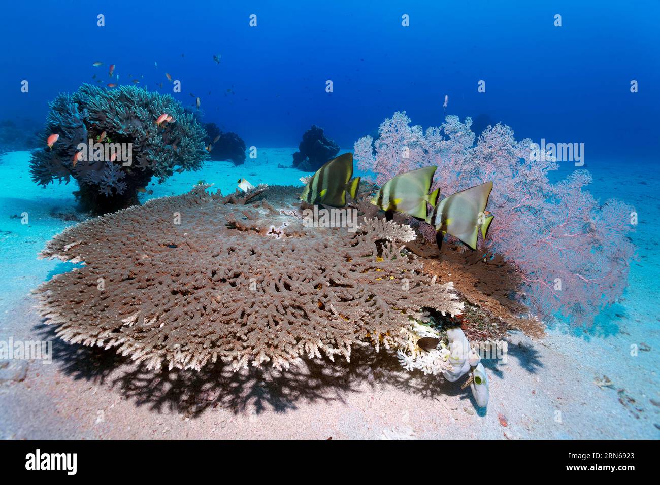 Dusky batfish (Platax pinnatus), three, above Acropora hyacinth table coral (Acropora hyacinthus), gorgonian (Melithea) behind, coral block with Stock Photo