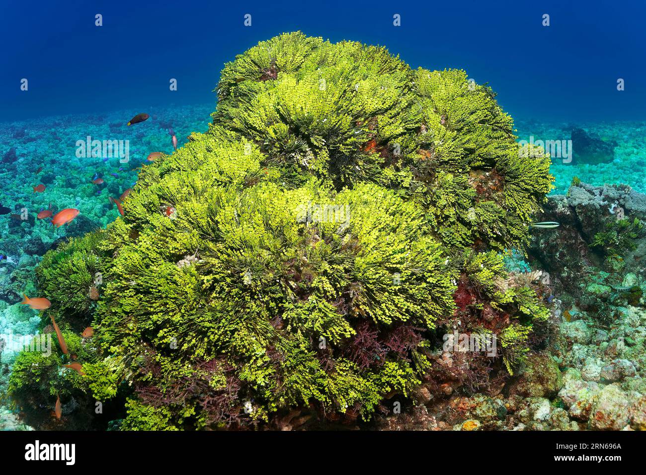 Bush Halimeda Green Algae (Halimeda) Great Barrier Reef, UNESCO World Heritage Site, Coral Sea, Coral Sea, Pacific Ocean, Cairns, Queensland Stock Photo