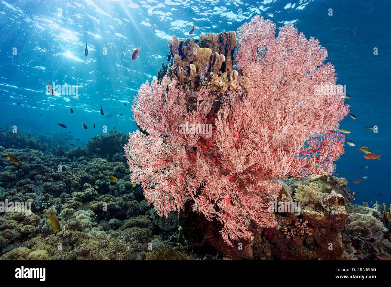 Red sea fan (Melithaea) gorgonian with open polyps in backlight on ...