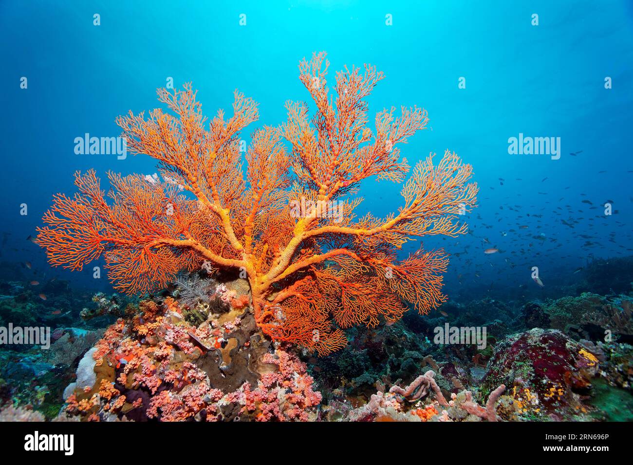 Melithaea gorgonian (Melithea) with closed polyps, on coral reef, Great Barrier Reef, UNESCO World Heritage Site, Coral Sea, Coral Sea, Pacific Stock Photo