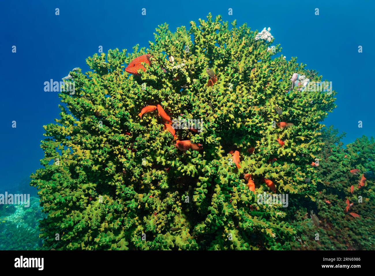 Black sun coral (Tubastrea micranthus) closed polyps, with jewel perch or vermillion seabass (Cephalopholis miniata), Great Barrier Reef, UNESCO Stock Photo