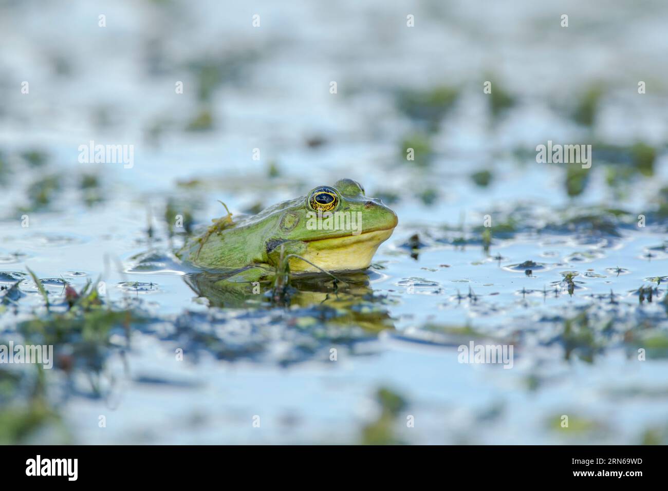 Marsh frog (Pelophylax ridibundus) (formerly Rana ridibunda) viewed in the Danube delta complex of lagoons water among vegetation it is the largest fr Stock Photo