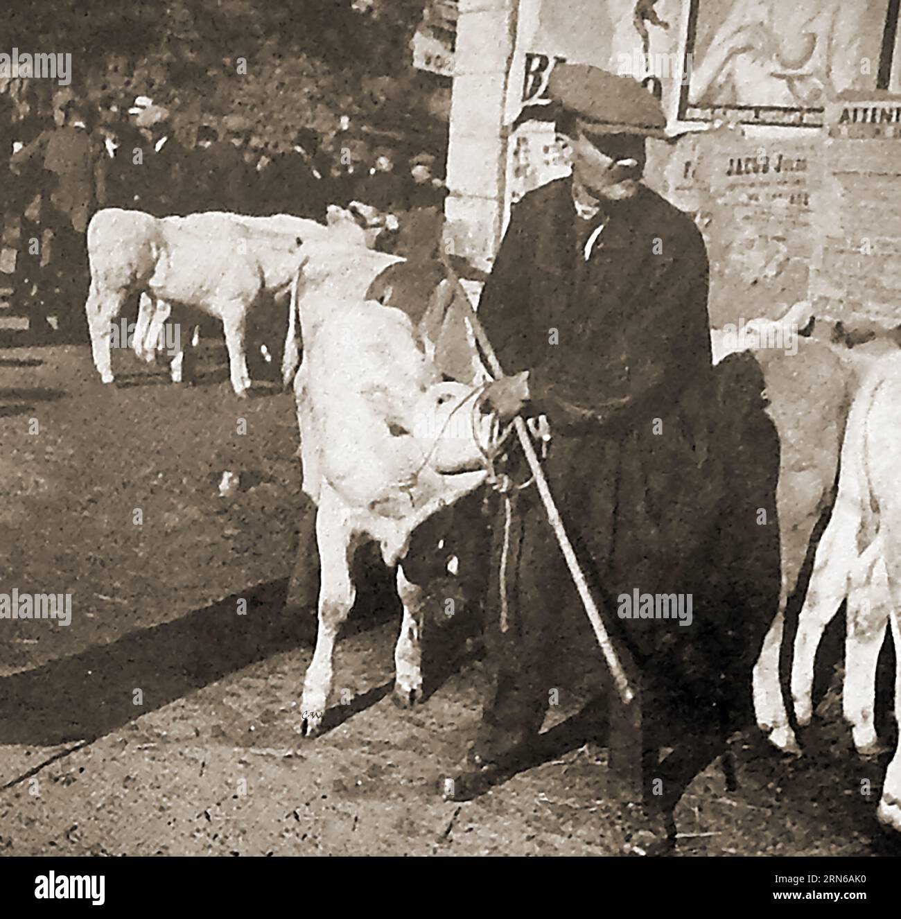 France 1939 - A farmer with his cows at a country market. - France 1939 - Un agriculteur avec ses vaches sur un marché de campagne. - Stock Photo