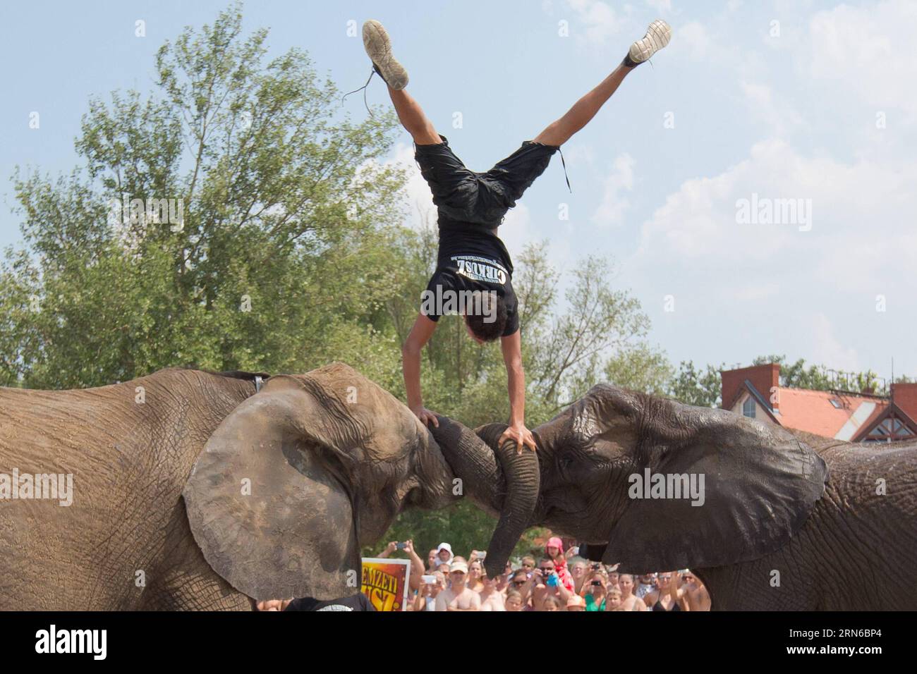 (150718) -- BALATONLELLE, July 18, 2015 -- Germany s Rene Caselly Jr. stands with his hands on the noses of two circus elephants of the Caselly Family at Balatonlelle, Hungary on July 18, 2015. In promotion of Circus Night, the Caselly Family and their elephants performed a short special show on the beach of Balaton. ) HUNGARY-BALATONLELLE-SUMMER-CIRCUS-ELEPHANT AttilaxVolgyi PUBLICATIONxNOTxINxCHN   150718  July 18 2015 Germany S René  Jr stands With His Hands ON The nose of Two Circus Elephants of The  Family AT  Hungary ON July 18 2015 in Promotion of Circus Night The  Family and their Elep Stock Photo
