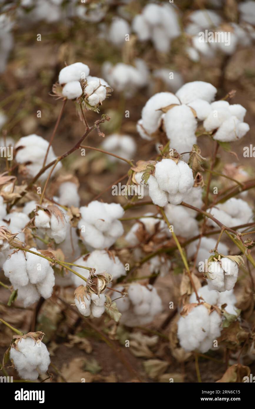 Bols hires stock photography and images Alamy