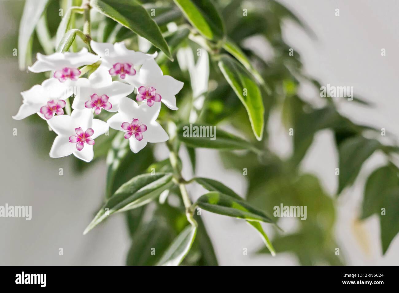 close up of blooming white Hoya bella flower with green leaves Stock Photo