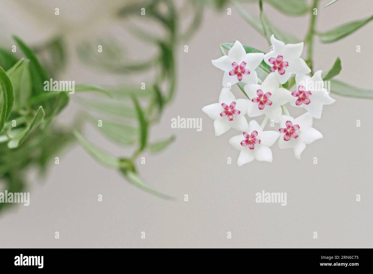 close up of blooming white Hoya bella flower with green leaves Stock Photo