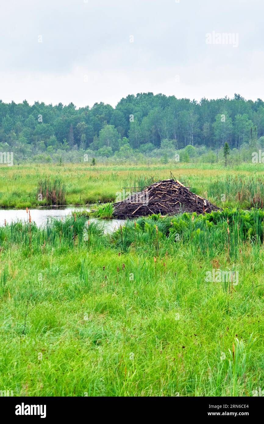 Beaver lodge in a wetlands in Northwestern Ontario. Stock Photo