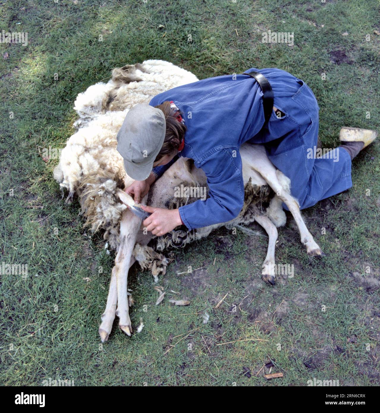 Sheep wool shearing by farmer. Old fashioned scissor shearing the wool from sheep. Stock Photo