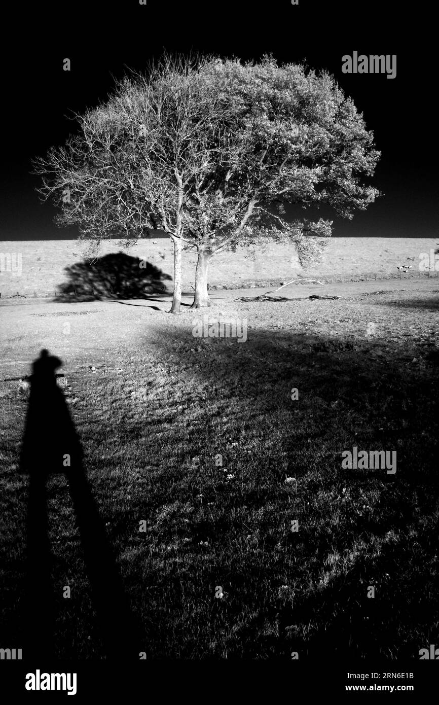 December 2022 - Infared tree with long shadow of photographer Stock Photo