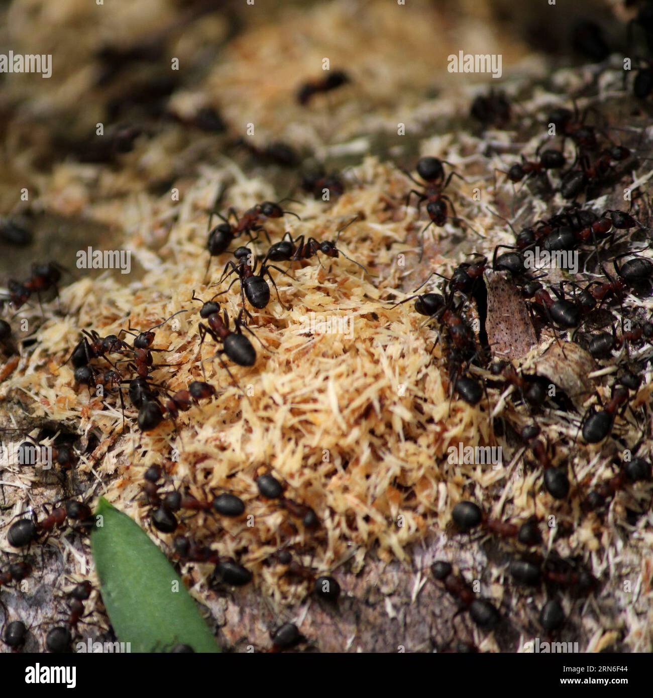 Wood ants building a nest Stock Photo Alamy