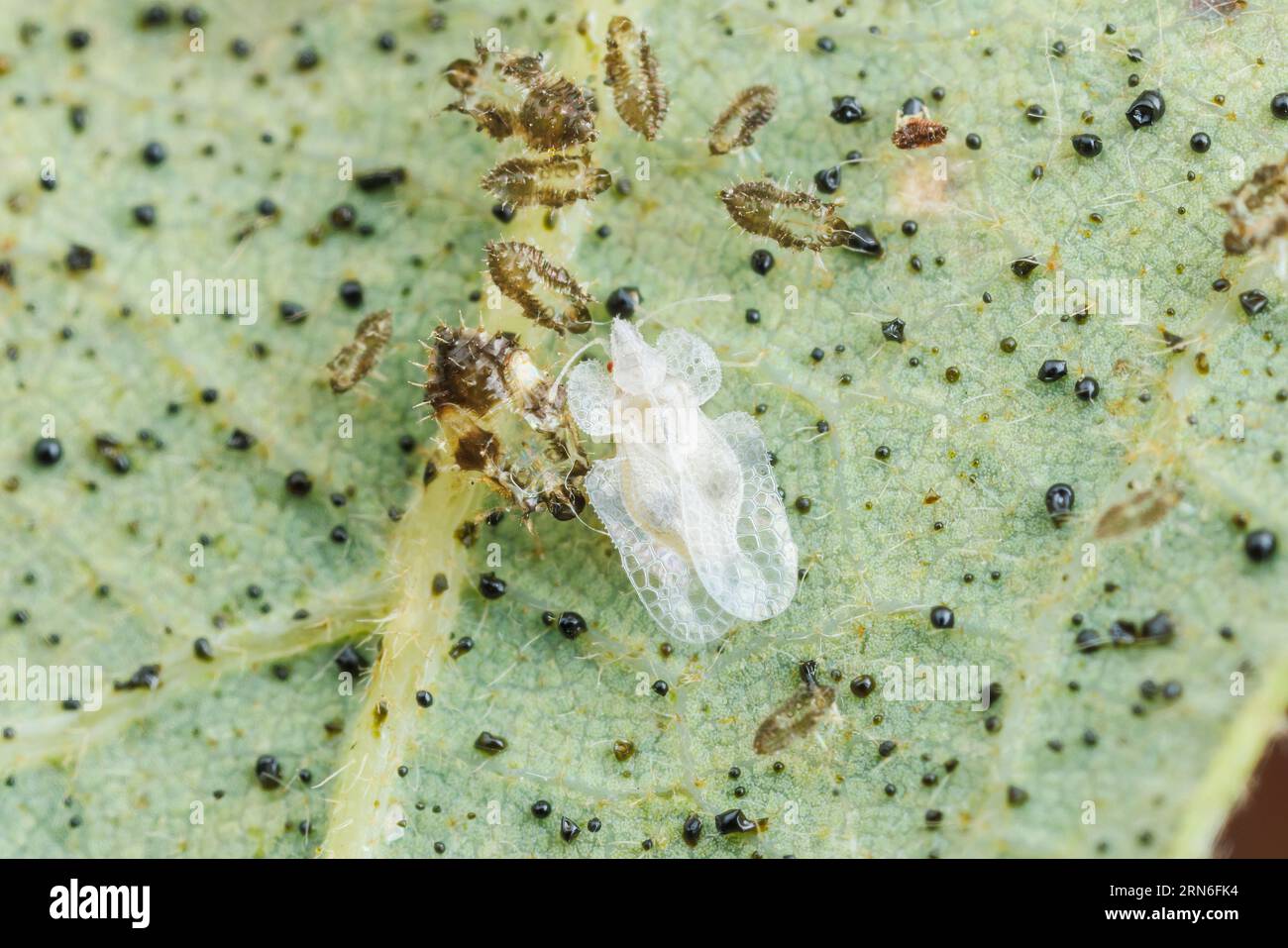 A newly emerged adult Oak Lace Bug (Corythucha arcuata) Stock Photo