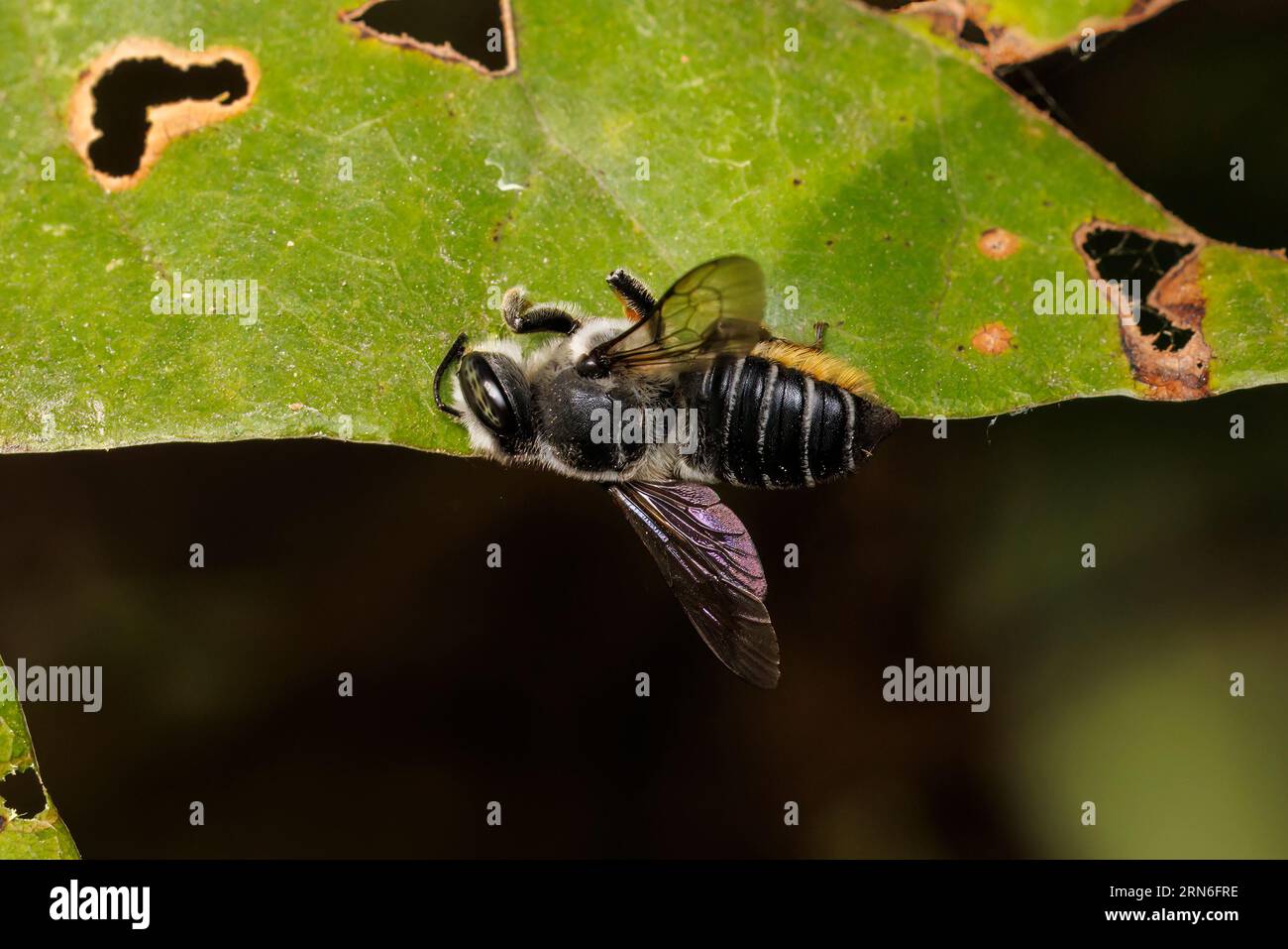 Leafcutter Bee (Megachile sp.) Stock Photo