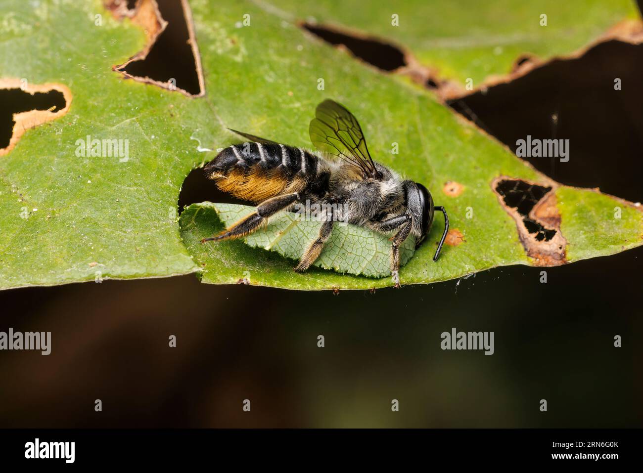 Leafcutter Bee (Megachile sp.) Stock Photo