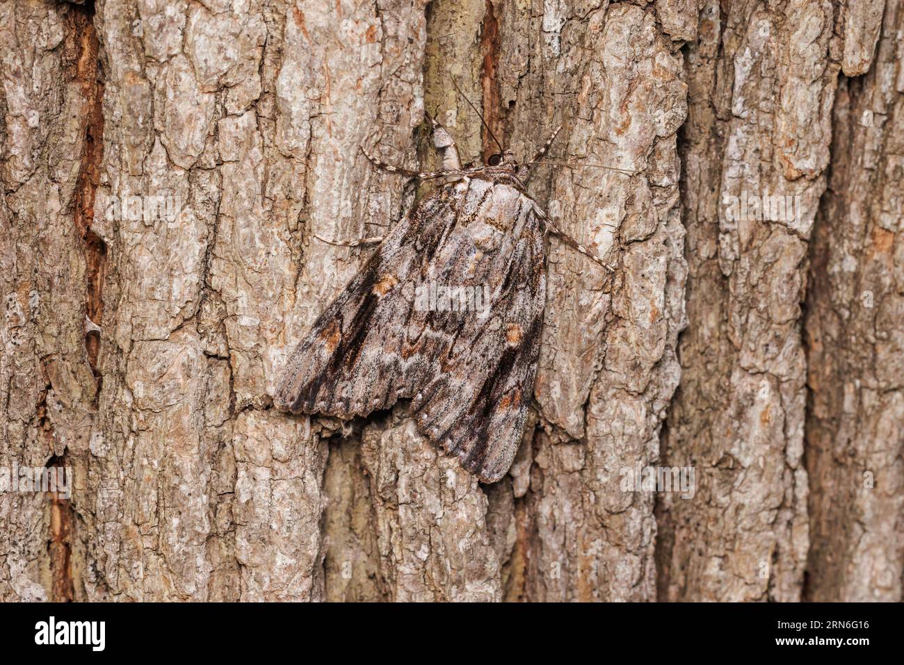 Sad Underwing (Catocala maestosa) Stock Photo