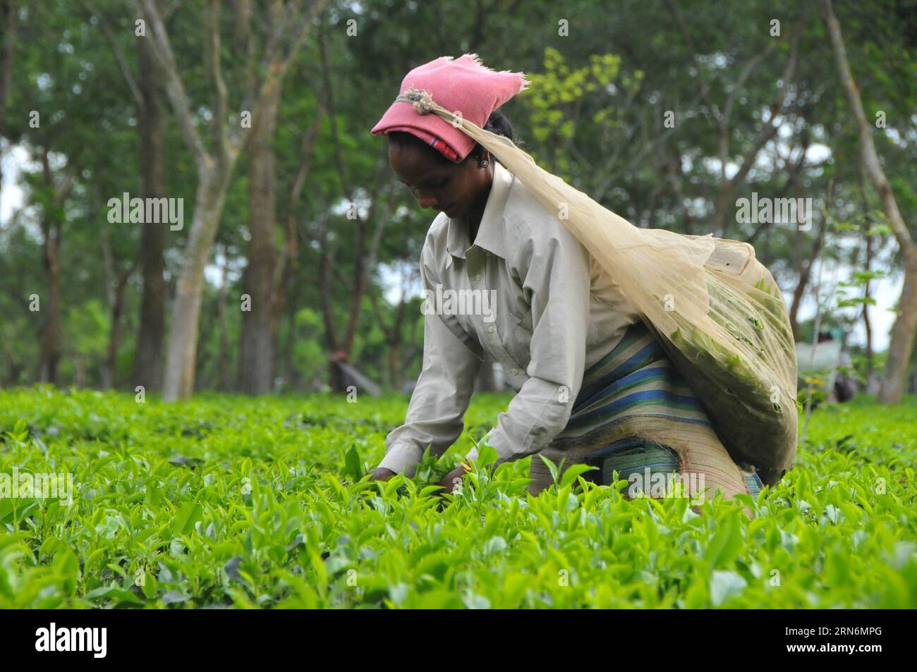 Tetulia Tea Tea gardens of bangladesh hi-res stock photography and images - Alamy