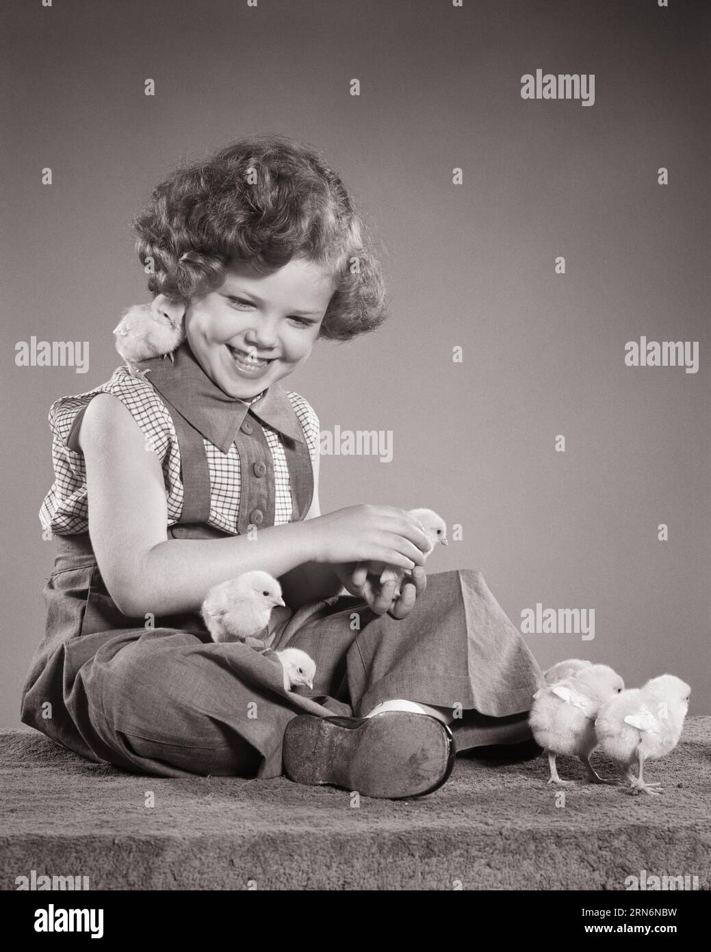 1950s LITTLE GIRL SITTING WITH BABY CHICKS HOLDING ONE ANOTHER IS ON HER SHOULDER 4 MORE ROAMING AROUND - p1035 HAR001 HARS JOY BIRDS FEMALES EASTER WINNING STUDIO SHOT COPY SPACE FULL-LENGTH B&W WING HUMOROUS HAPPINESS ANIMAL BABIES CHEERFUL DISCOVERY EXCITEMENT BABY ANIMALS SMILES JOYFUL VERTEBRATE WARM-BLOODED ROAMING PLEASANT AGREEABLE ANOTHER CHARMING FEATHERED JUVENILES LOVABLE PEEPS PLEASING SPRING SEASON SPRINGTIME WINGED ADORABLE APPEALING BIPEDAL BLACK AND WHITE CAUCASIAN ETHNICITY CHICKS EGG-LAYING HAR001 OLD FASHIONED Stock Photo