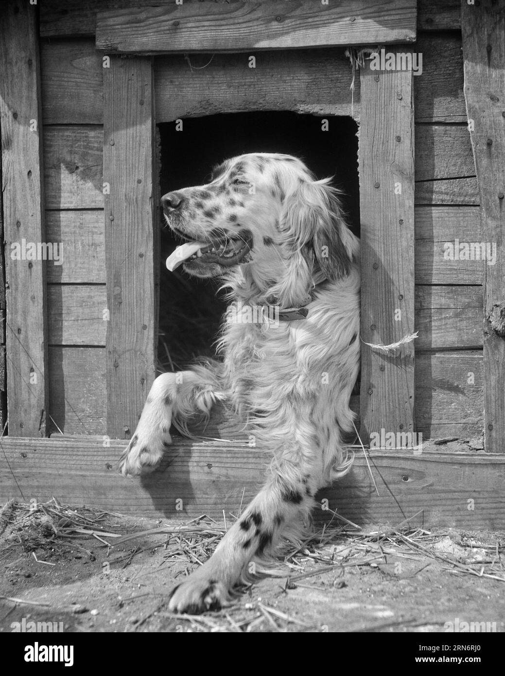 1930s AN ENGLISH SETTER LOOKING OUT OF DOGHOUSE KENNEL DOOR d2113
