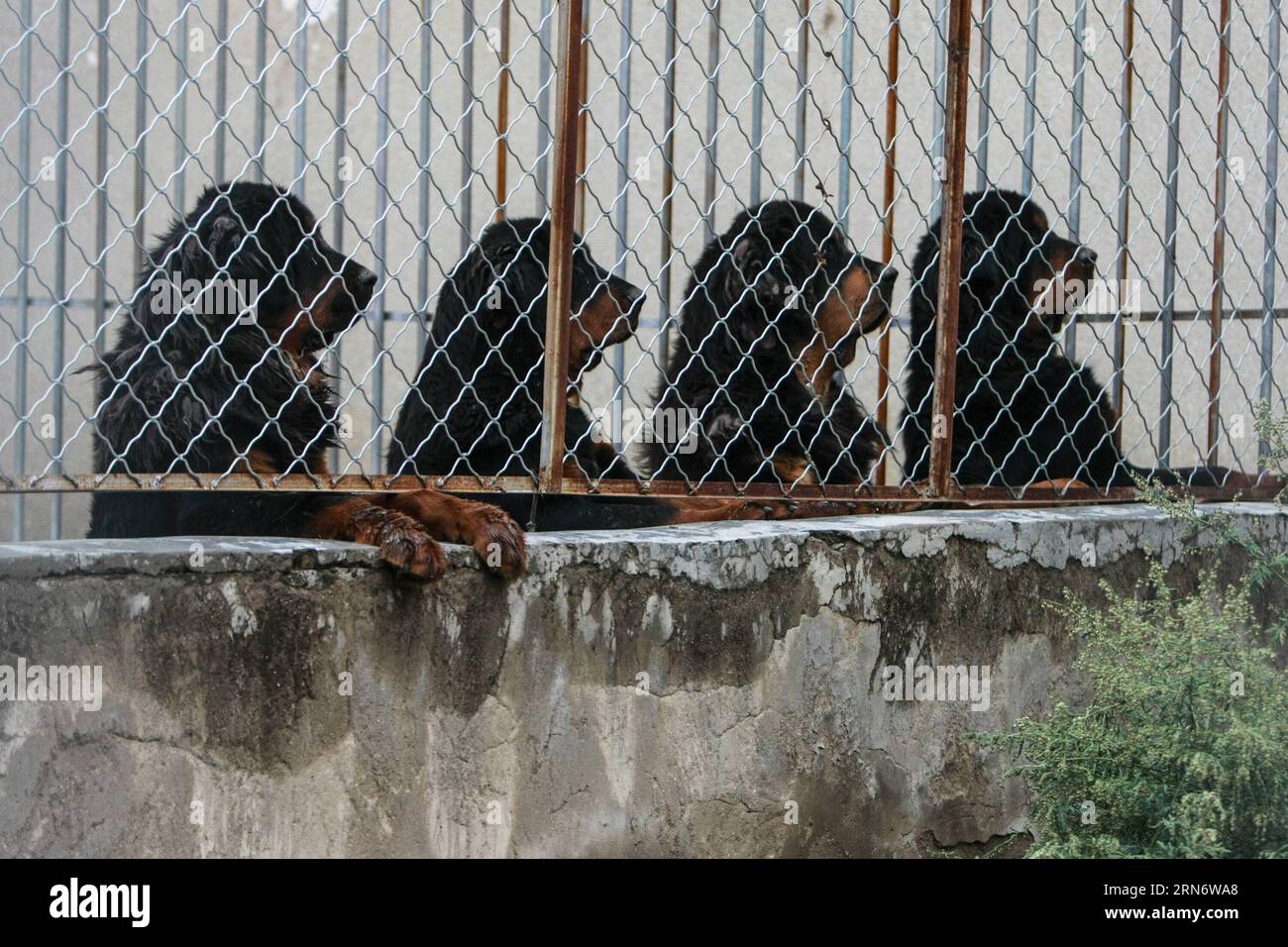 LHASA, Aug. 6, 2015 -- Tibetan mastiffs are seen at a breeding center in Lhasa, capital of southwest China s Tibet Autonomous Region, Aug. 6, 2015. The Tibetan Mastiff is a world famous and typical guardian dog species of Tibet. In recent years, due to market disorder and cross breeding, the price of Tibetan mastiffs fell sharply. However, with the aim to maintain the pure blood of the creature, a breeding center was jointly established with local farming science departments in Lhasa in 2015. So far, 15 pure-blood heritage Tibetan mastiffs were raised at the breeding center. )(wyo) CHINA-TIBET Stock Photo