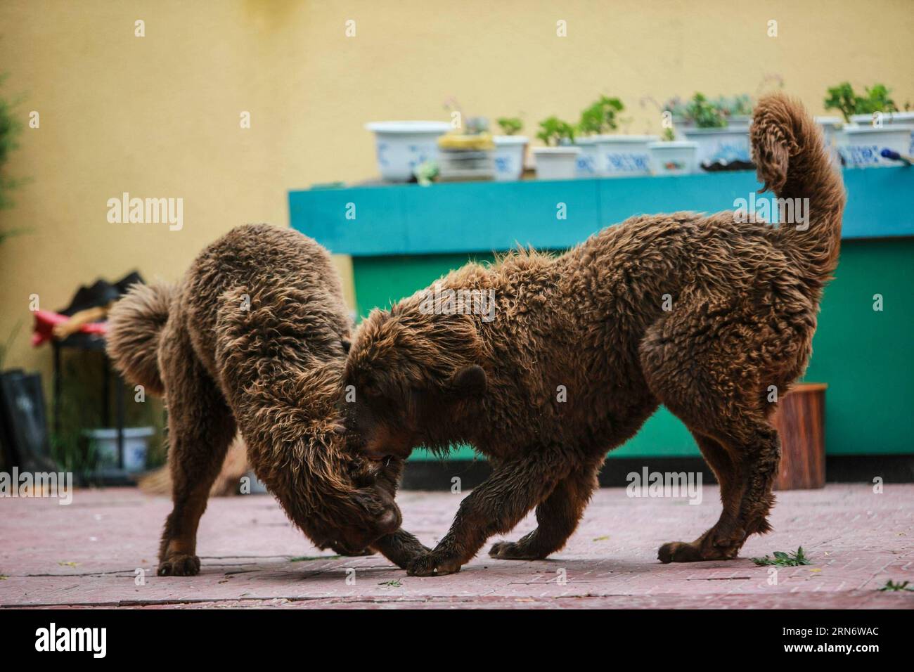 LHASA, Aug. 6, 2015 -- Two 5-month-old Tibetan mastiffs play at a breeding center in Lhasa, capital of southwest China s Tibet Autonomous Region, Aug. 6, 2015. The Tibetan Mastiff is a world famous and typical guardian dog species of Tibet. In recent years, due to market disorder and cross breeding, the price of Tibetan mastiffs fell sharply. However, with the aim to maintain the pure blood of the creature, a breeding center was jointly established with local farming science departments in Lhasa in 2015. So far, 15 pure-blood heritage Tibetan mastiffs were raised at the breeding center. )(wyo) Stock Photo