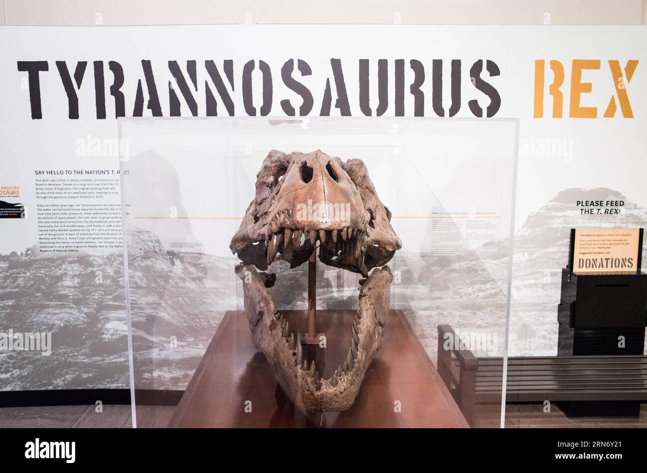 WASHINGTON DC, United States — Tyrannosaurus rex Osborn, recovered from the Hell Creek Formation in Montana. This specimen belongs to the Department of Paleobiology in the Smithsonian's National Museum of Natural History. Stock Photo