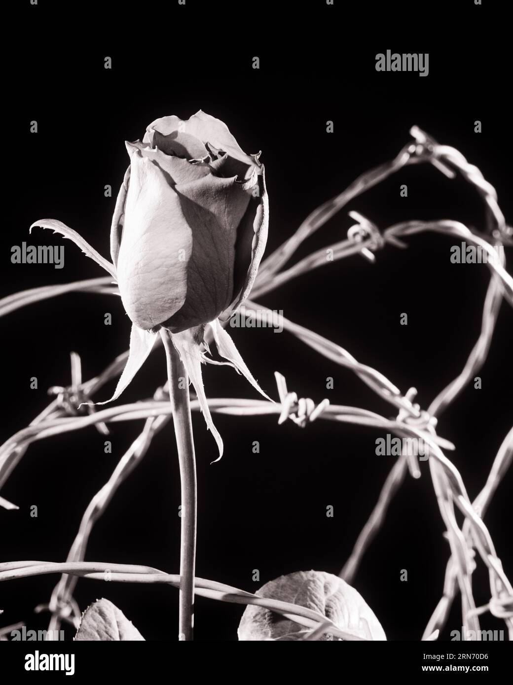 1970s SINGLE ROSEBUD WITH COILS OF BARBED WIRE FENCING s17839 HAR001