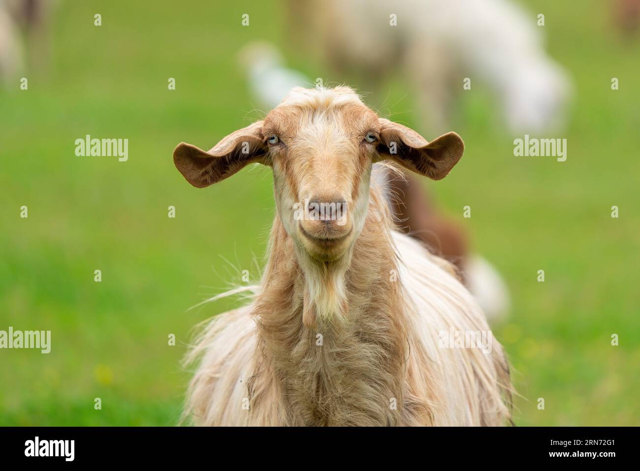 A goat grazing with its herd. Goat looking at the camera. Stock Photo
