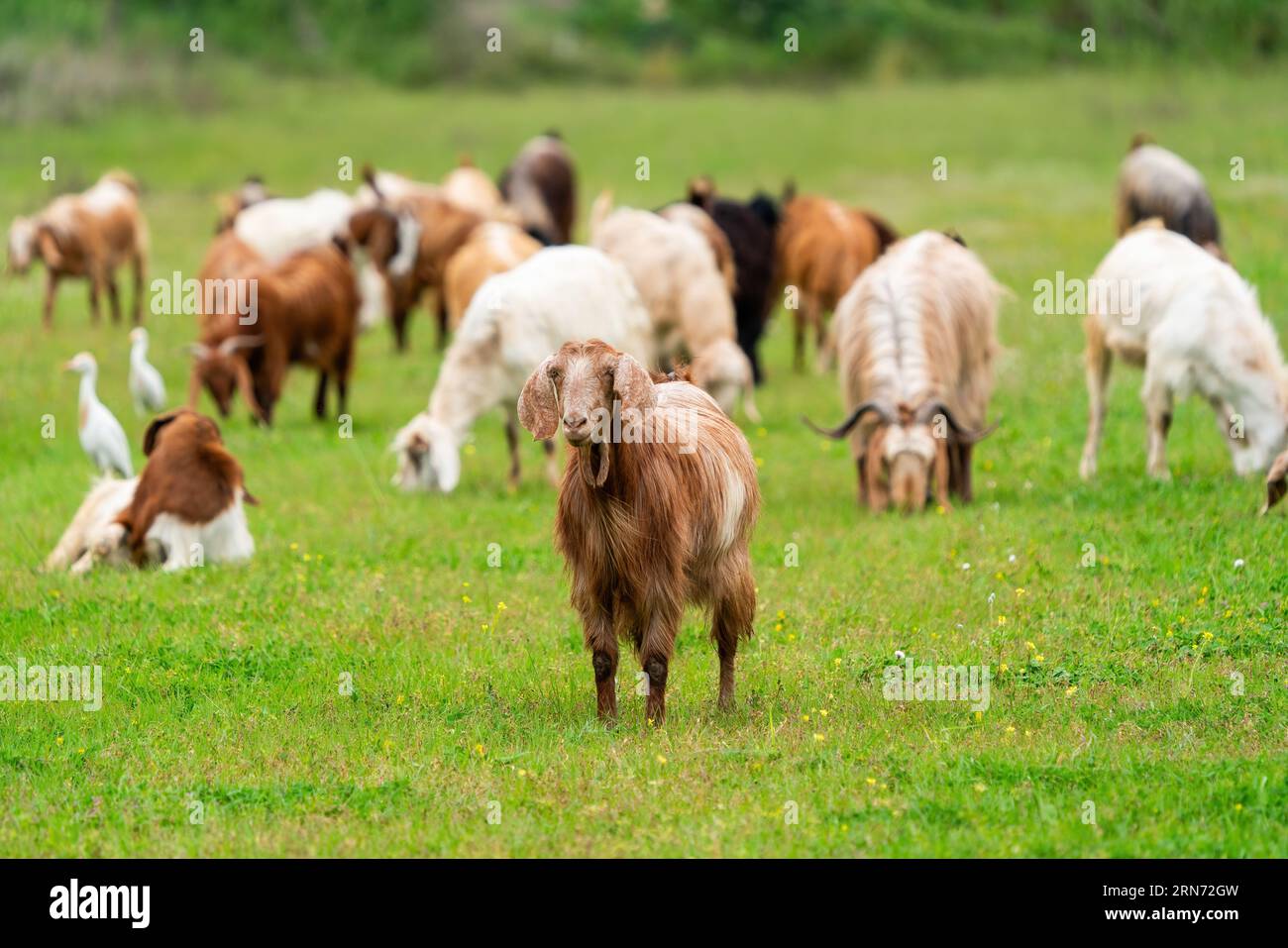 Goat grazing with its herd  in Turkey Stock Photo