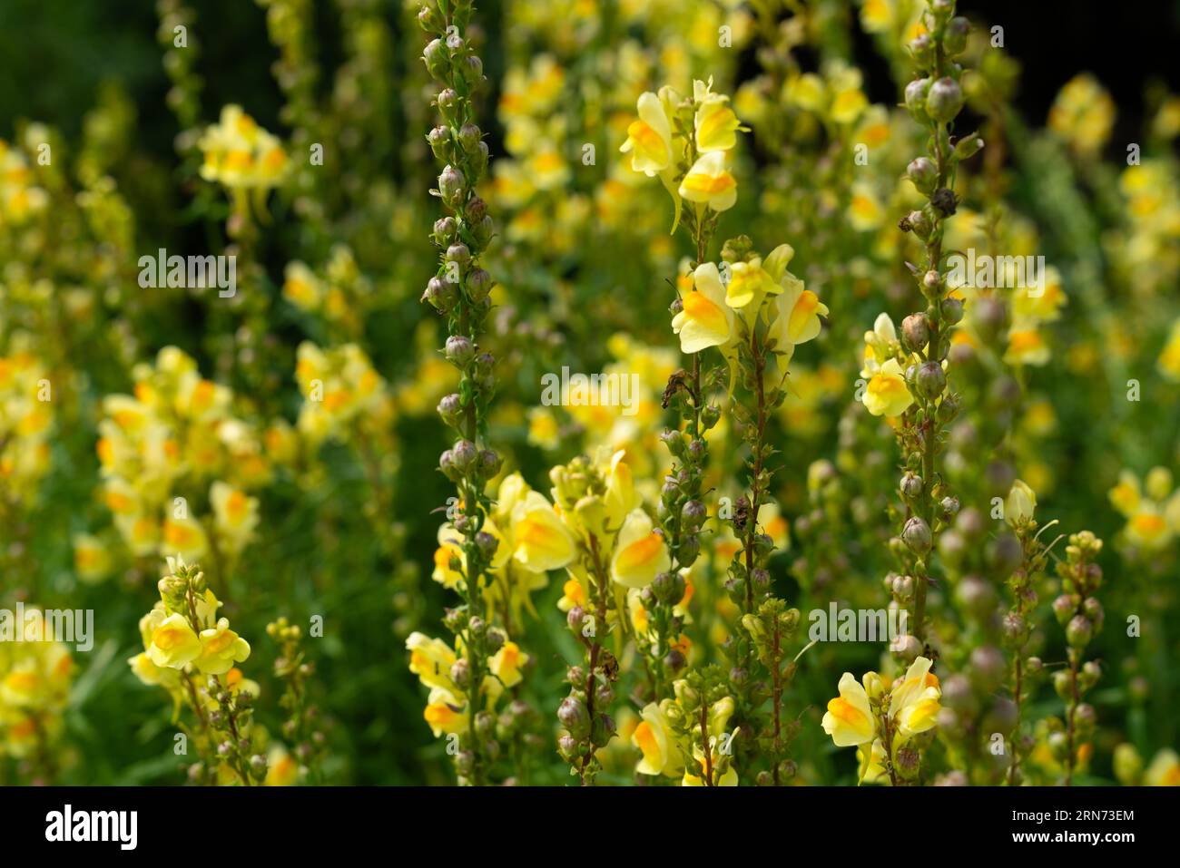 Linaria vulgaris, the common toadflax, yellow toadflax or butter-and-eggs, is a species of flowering plant in the family Plantaginaceae, native to Eur Stock Photo