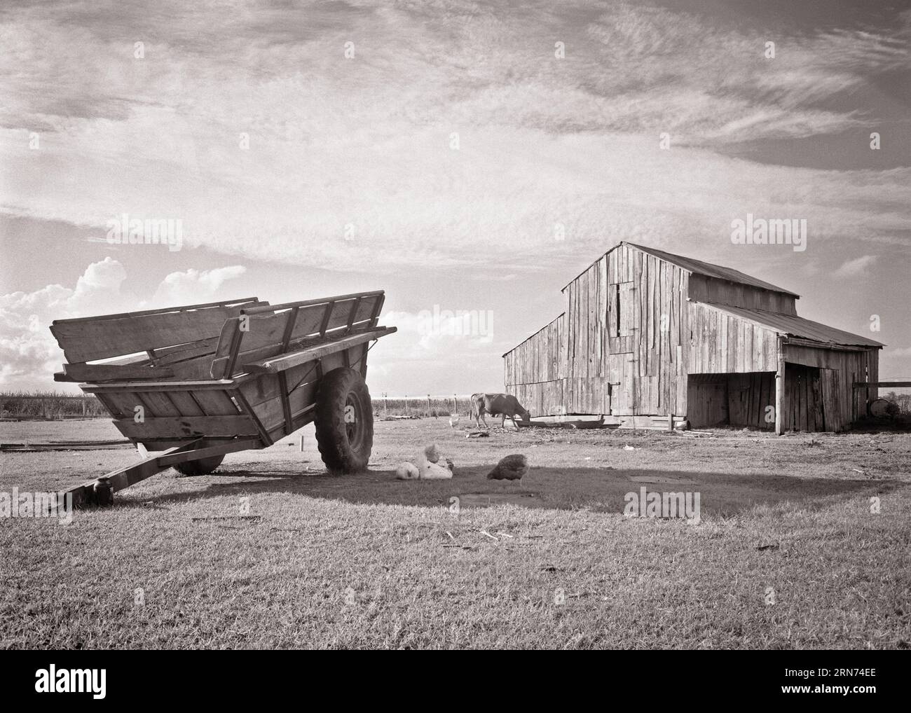 1950s FARM SCENE OLD WOODEN CART AND BARN ON BAYOU LAFOURCHE NEAR GOLDEN MEADOWS LOUISIANA USA  - f3700 HAR001 HARS OLD FASHIONED Stock Photo