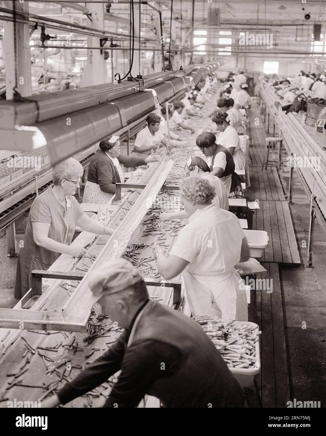 1970s FOOD PROCESSING FACTORY MEN AND WOMEN ON CONVEYOR BELT LINE SORTING ASPARAGUS - i5902 HAR001 HARS PROCESSING MIDDLE-AGED WOMAN HIGH ANGLE AFRICAN-AMERICANS AFRICAN-AMERICAN AND BLACK ETHNICITY LABOR EMPLOYMENT OCCUPATIONS ASPARAGUS CONVEYOR EMPLOYEE COOPERATION MID-ADULT MID-ADULT WOMAN BLACK AND WHITE CAUCASIAN ETHNICITY FOOD PROCESSING HAR001 LABORING OLD FASHIONED AFRICAN AMERICANS Stock Photo