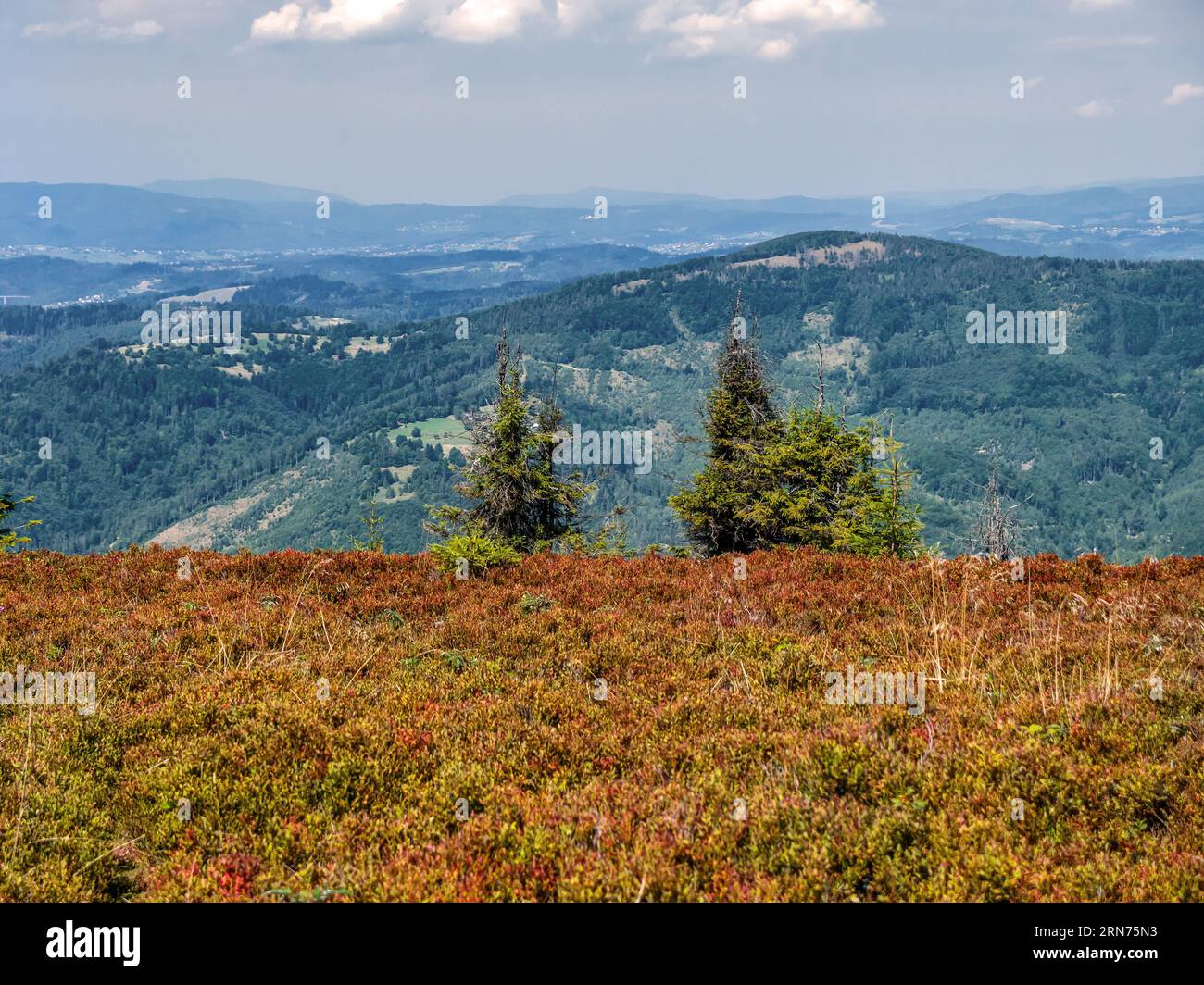 Field of ripening mountain cranberries on Wielka Racza mountain, Beskid Zywiecki Mountains Poland Stock Photo