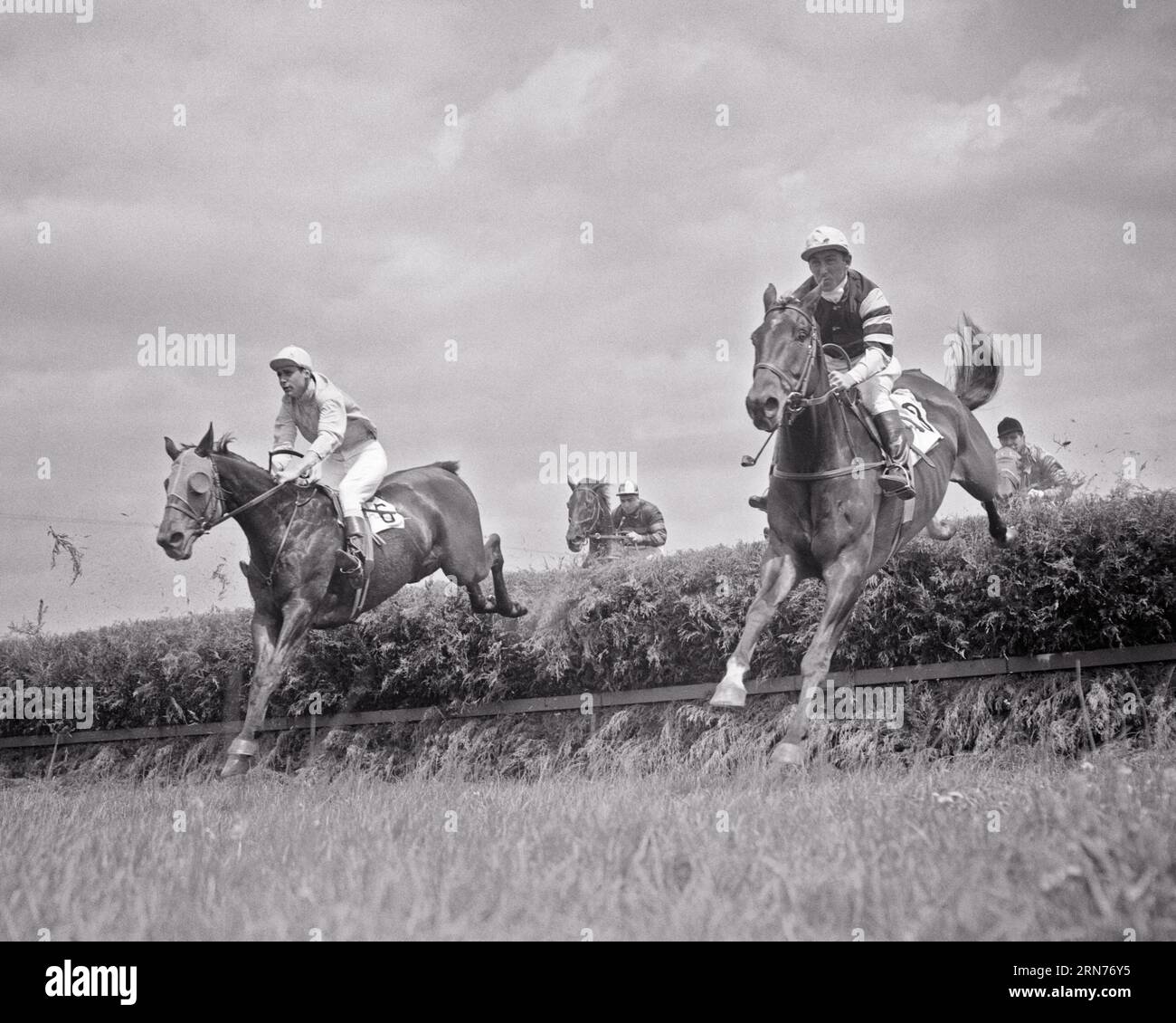 1960s STEEPLECHASE HORSE RACE WITH HORSES AND JOCKEYS JUMPING OVER A HEDGE HAZARD - h1965 HAR001 HARS STRATEGY COURAGE AND EXCITEMENT KNOWLEDGE LOW ANGLE POWERFUL RECREATION DIRECTION PRIDE OPPORTUNITY OCCUPATIONS UNIFORMS PROFESSIONAL SPORTS CONCEPTUAL JOCKEYS STYLISH STEEPLECHASE COLORS MAMMAL PRECISION BLACK AND WHITE HAR001 OLD FASHIONED Stock Photo