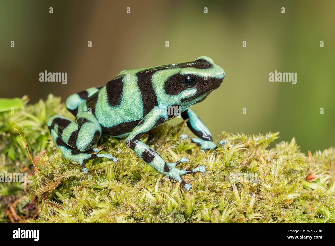 greenandblack poison dart frog or greenandblack poison arrow frog