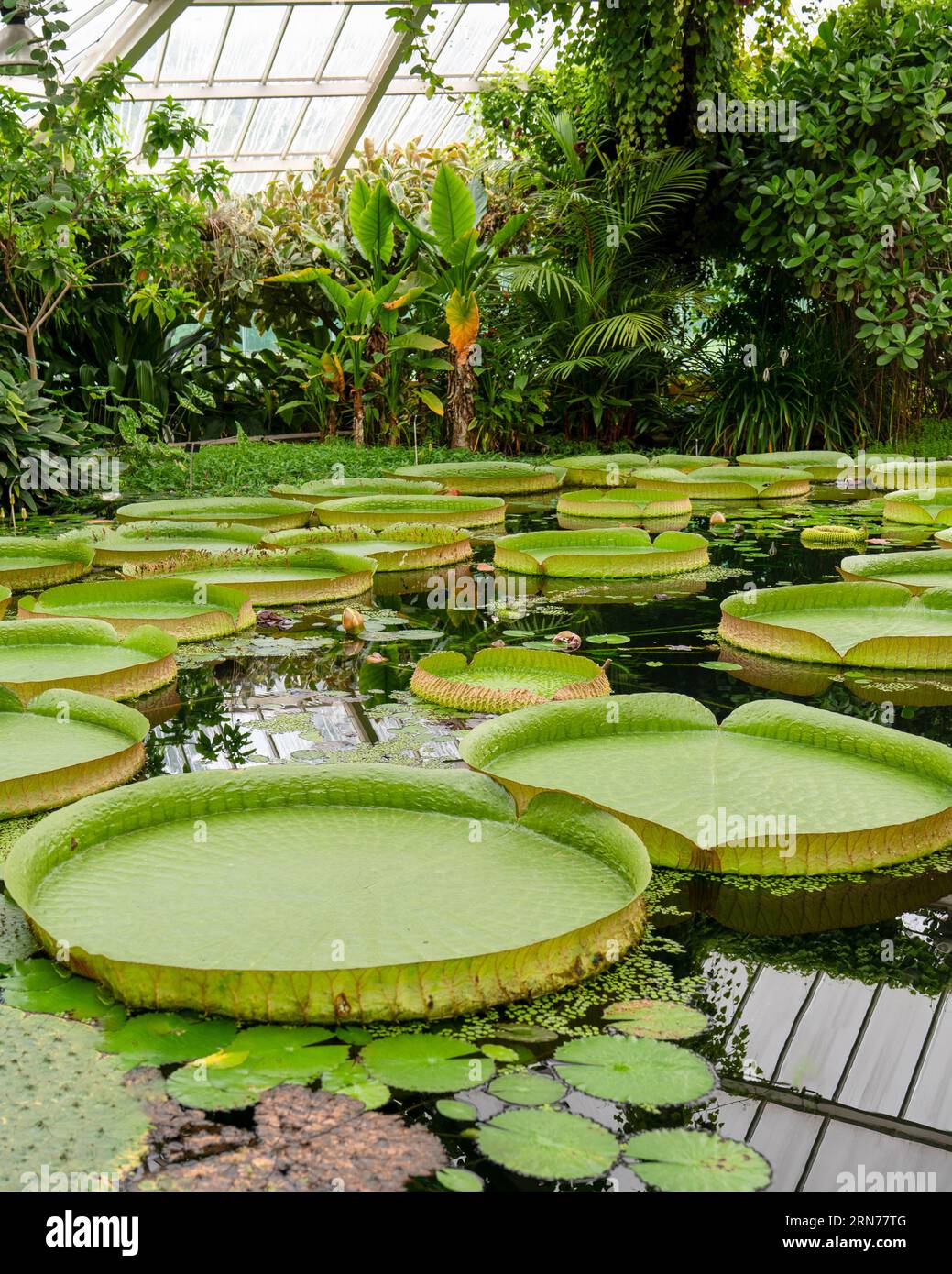 The leaves of the giant water lilies with the Latin names Victoria