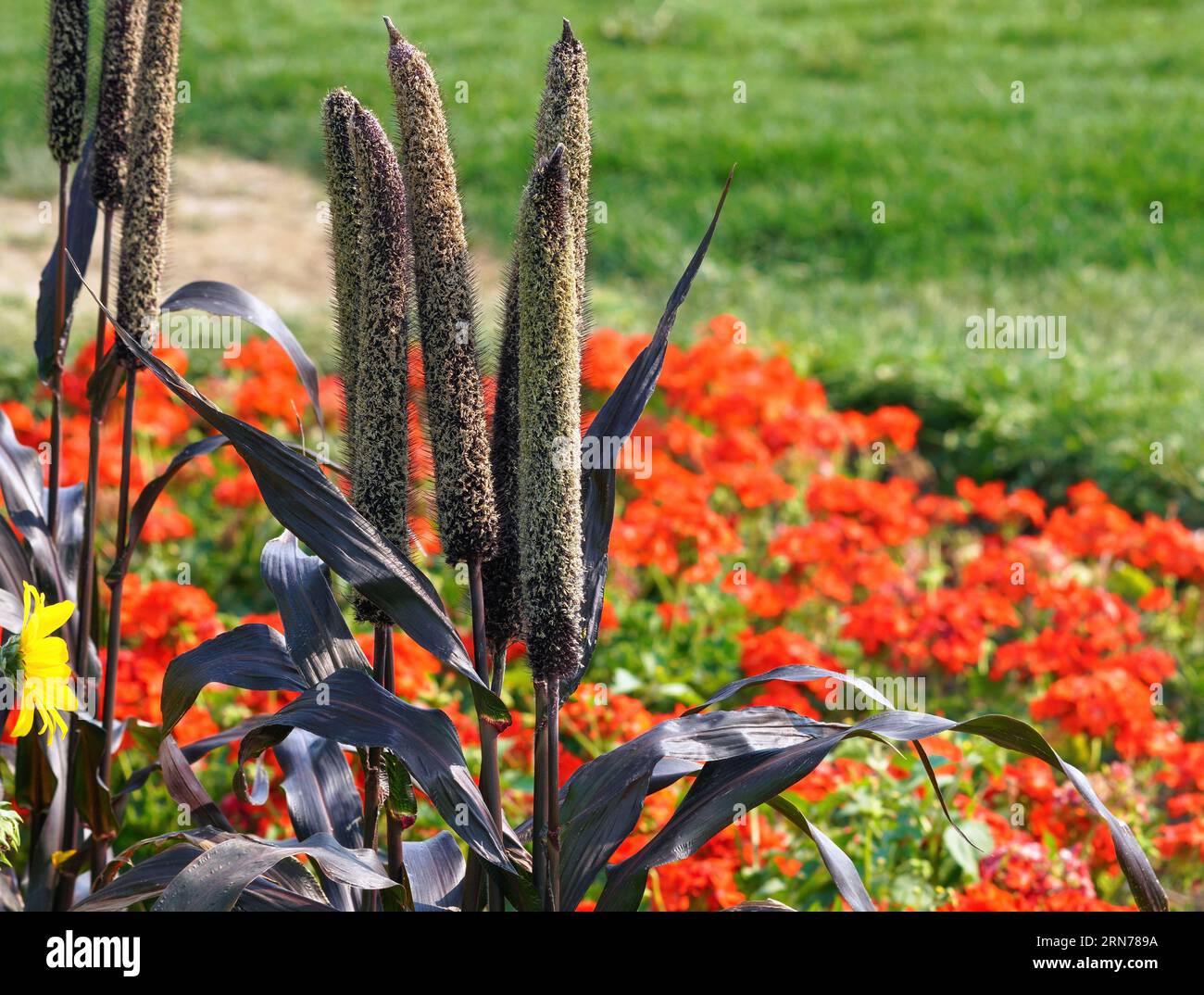 Purple Millet plants growing in a flowerbed with Orange Geraniums in the background. Stock Photo