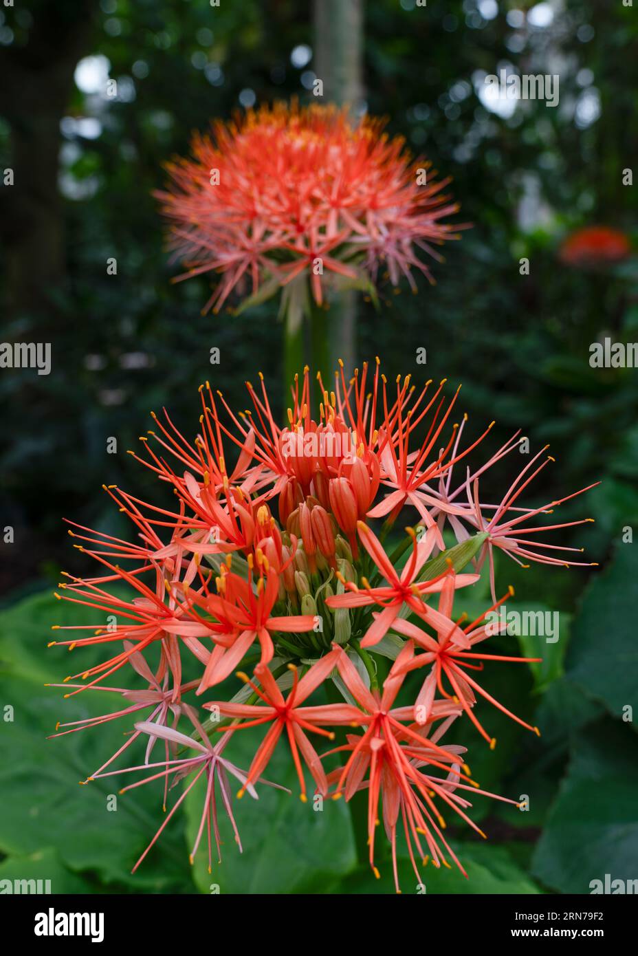 Scadoxus multiflorus (formerly Haemanthus multiflorus) is a bulbous plant native to most of sub-Saharan Africa from Senegal to Somalia to South Africa Stock Photo