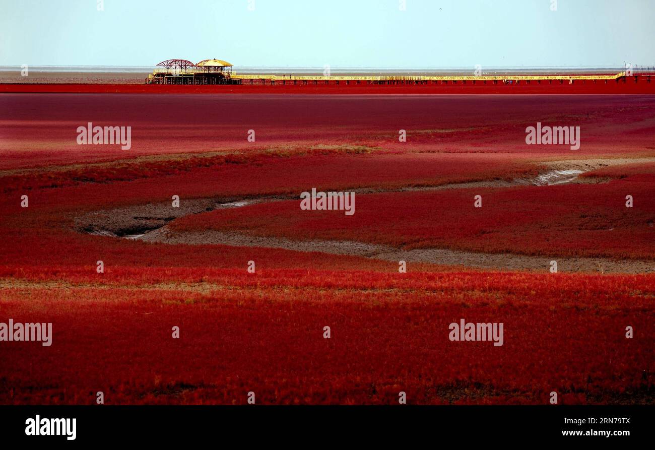 (150829) -- SHENYANG, Aug. 29, 2015 -- Tourists visit the Red Beach in Panjin city of northeast China s Liaoning Province, Aug. 29, 2015. The 13,333-hectare beach is covered by Suaeda salsa and has become a tourist attraction. ) (zhs) CHINA-LIAONING-RED BEACH (CN) TaoxMing PUBLICATIONxNOTxINxCHN   150829 Shenyang Aug 29 2015 tourists Visit The Red Beach in Panjin City of Northeast China S Liaoning Province Aug 29 2015 The 13 333 hectare Beach IS Covered by  Salsa and has Become a Tourist Attraction zhs China Liaoning Red Beach CN TaoxMing PUBLICATIONxNOTxINxCHN Stock Photo