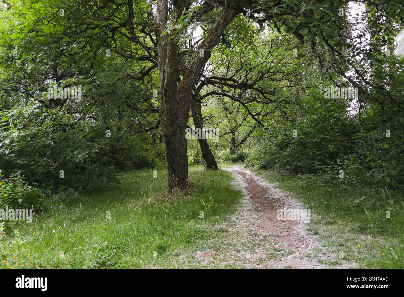 Trees arching over cottonwood covered trail in Kelly Point Park in
