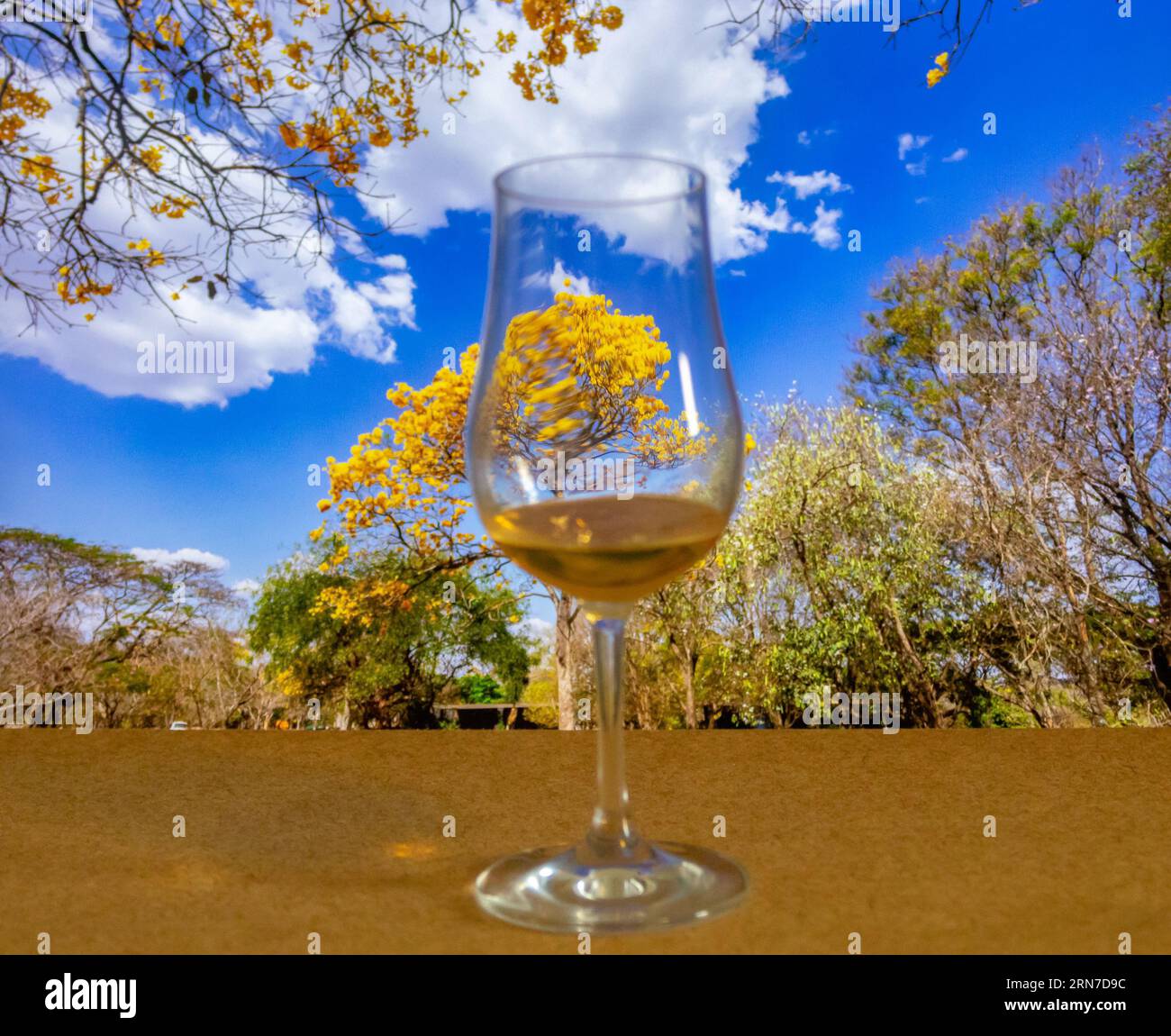 Natural Blooming Golden Trumpet Tree (in Portuguese Ipe Amarelo