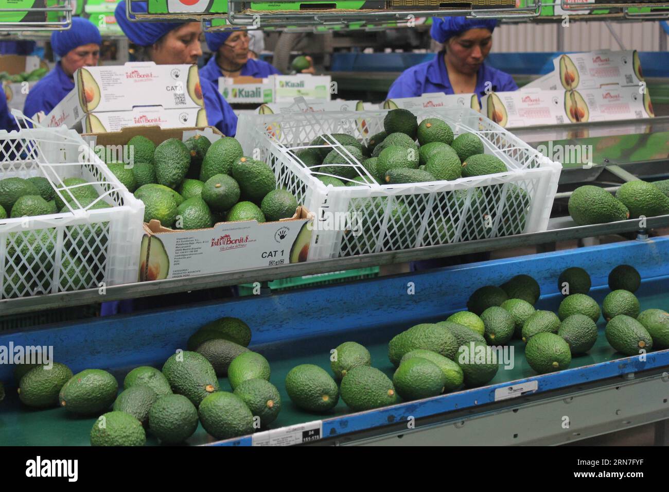 (150905) -- CHINCHA,  - Image taken on Sept. 3, 2015 shows employees selecting Hass avocados in El Carmen, Chincha province, Ica department, Peru. The Hass avocado, once matured, can remain on the tree for several months witout apparent deterioration, especially in cooler weather. The 8th World Avocado Congress will be held in the city of Lima, Peru, from Sept. 13 to Sept. 18. ) (vf) PERU-CHINCHA-INDUSTRY-AVOCADO-FEATURE LuisxCamacho PUBLICATIONxNOTxINxCHN   150905 Chincha Image Taken ON Sept 3 2015 Shows Employees selecting Hatred Avocados in El Carmen Chincha Province ICA Department Peru The Stock Photo