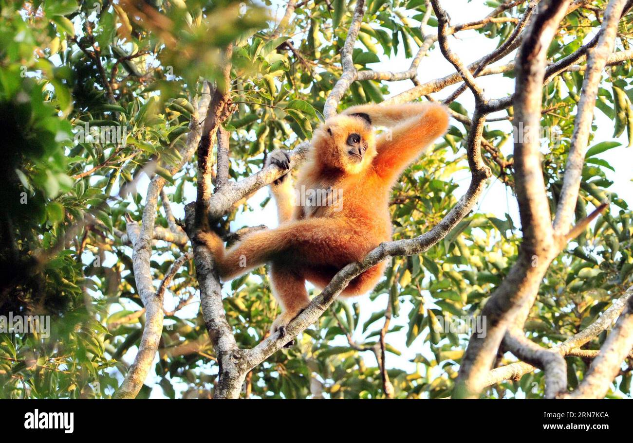 (150911) -- HAIKOU, Sept. 11, 2015 -- An adult Hainan gibbon, or Nomascus Hainanus, moves on a tree in a nature reserve in Bawangling of south China s Hainan Province, Sept. 11, 2015. The Hainan gibbon is one of the least in number of all current primates and they live only in wild tropical rainforests in Hainan Province. According to observation, less than 25 Hainan gibbons live in the Bawangling nature reserve. ) (zhs) CHINA-HAINAN-NOMASCUS HAINANUS (CN) YangxGuanyu PUBLICATIONxNOTxINxCHN   150911 Haikou Sept 11 2015 to Adult Hainan Gibbon or Nomascus hainanus Moves ON a Tree in a Nature Res Stock Photo