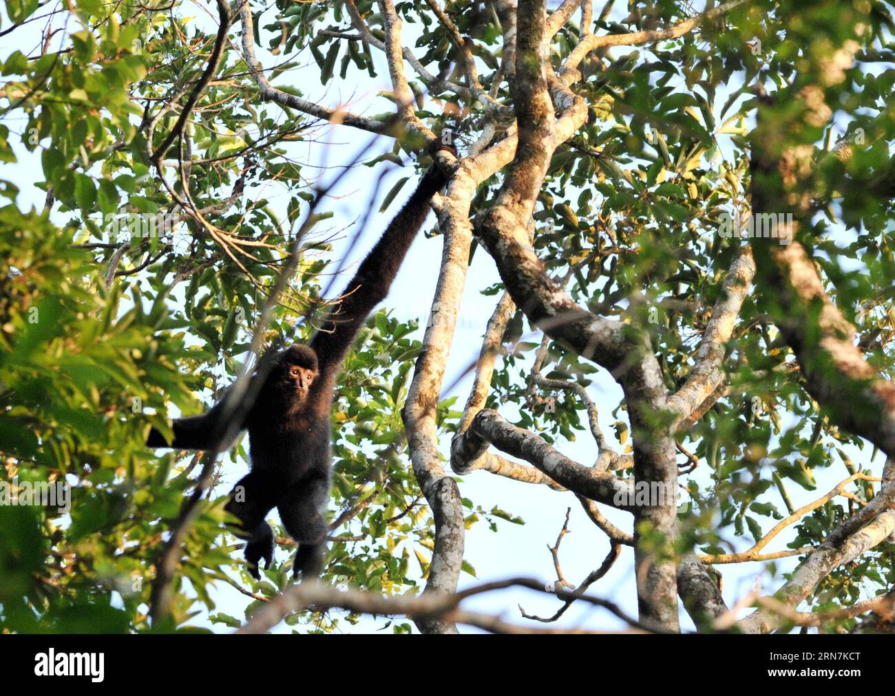 (150911) -- HAIKOU, Sept. 11, 2015 -- An adult Hainan gibbon, or Nomascus Hainanus, moves on a tree in a nature reserve in Bawangling of south China s Hainan Province, Sept. 11, 2015. The Hainan gibbon is one of the least in number of all current primates and they live only in wild tropical rainforests in Hainan Province. According to observation, less than 25 Hainan gibbons live in the Bawangling nature reserve. ) (zhs) CHINA-HAINAN-NOMASCUS HAINANUS (CN) YangxGuanyu PUBLICATIONxNOTxINxCHN   150911 Haikou Sept 11 2015 to Adult Hainan Gibbon or Nomascus hainanus Moves ON a Tree in a Nature Res Stock Photo