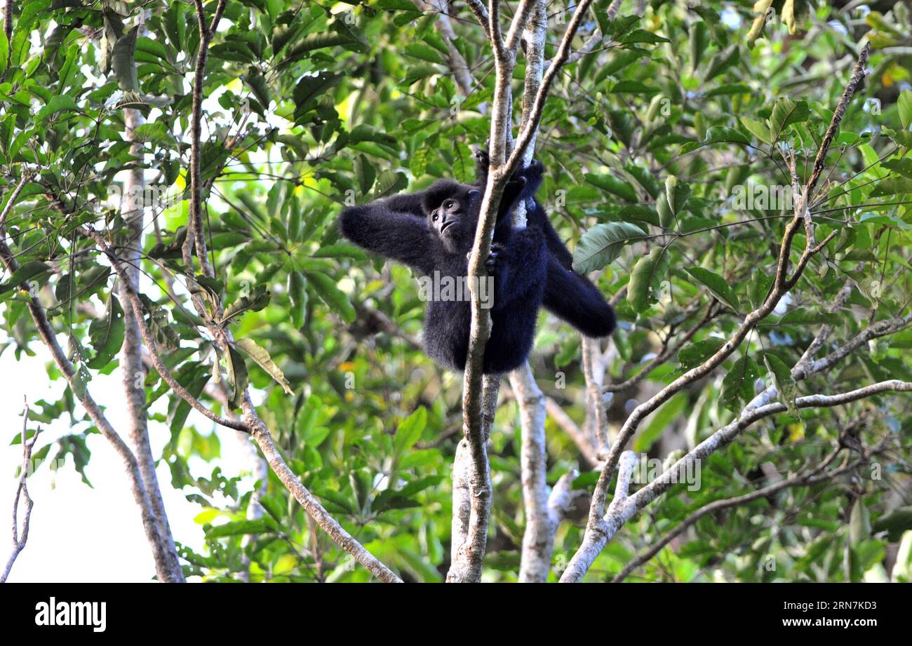 (150911) -- HAIKOU, Sept. 11, 2015 -- An adult Hainan gibbon, or Nomascus Hainanus, moves on a tree in a nature reserve in Bawangling of south China s Hainan Province, Sept. 11, 2015. The Hainan gibbon is one of the least in number of all current primates and they live only in wild tropical rainforests in Hainan Province. According to observation, less than 25 Hainan gibbons live in the Bawangling nature reserve. ) (zhs) CHINA-HAINAN-NOMASCUS HAINANUS (CN) YangxGuanyu PUBLICATIONxNOTxINxCHN   150911 Haikou Sept 11 2015 to Adult Hainan Gibbon or Nomascus hainanus Moves ON a Tree in a Nature Res Stock Photo