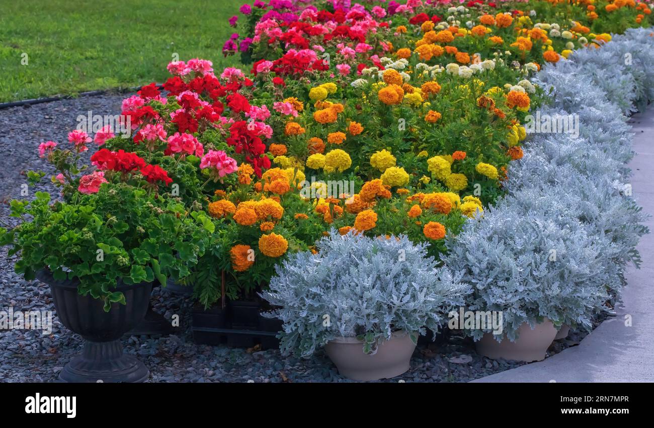 Red and pink geraniums, yellow and orange marigolds and dusty miller