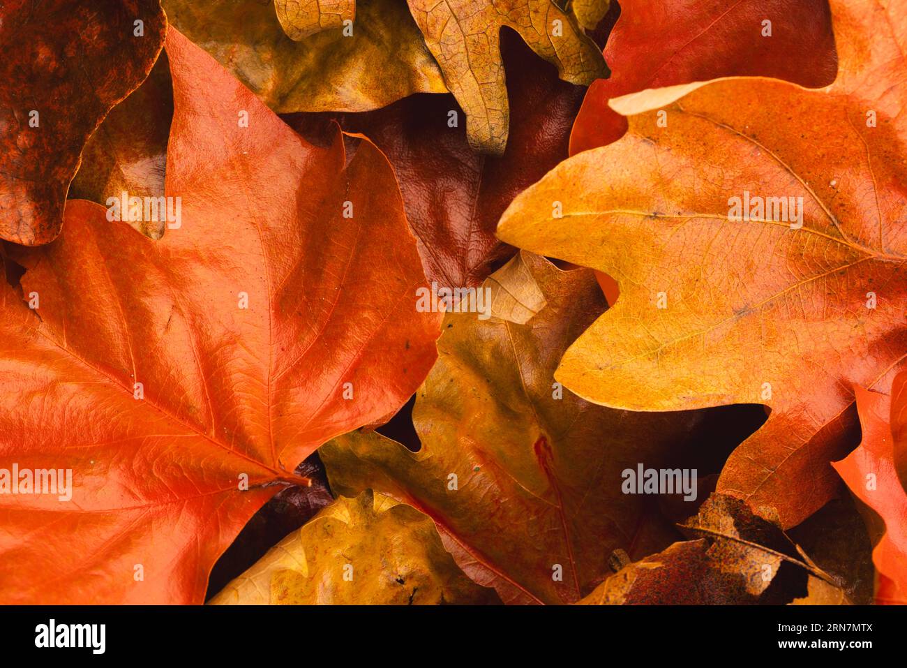Colourful autumn leaves lying on top of each other Stock Photo - Alamy