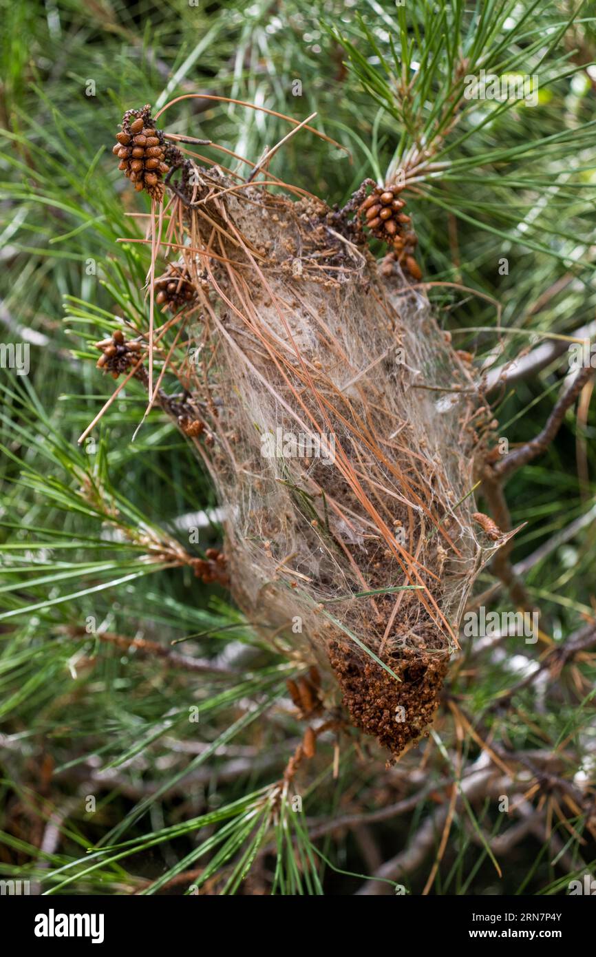 Pine processionary larva nest- caterpillar cocoon on a pine tree. Stock Photo